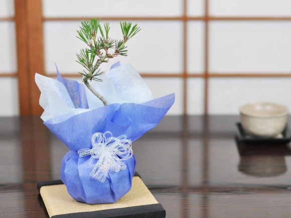 盆栽 松盆栽 松 ミニ 黒松 樹齢 3年 受け皿付き お手入れ4点道具セット