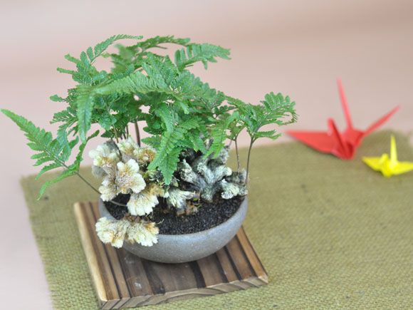 石化トキワシノブ【縁起の良い招き猫盆栽 ギフト 盆栽 開店 お祝い 退職 ラッピング 誕生日】の通販は