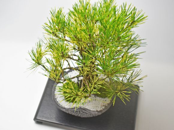 蛇の目松 蛇の目松の通販は
