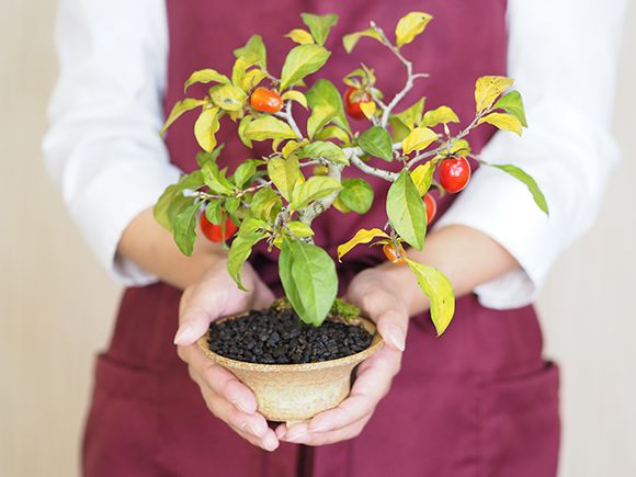 ロウヤガキ『盆栽』 ≪人気≫盆栽 「老爺柿〔楊貴妃〕」 ろうや