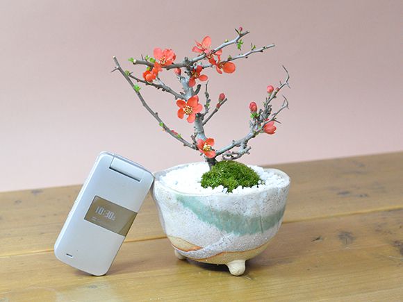 長寿梅 信楽鉢【人気 赤い花 四季咲き ミニ盆栽 ギフト 盆栽