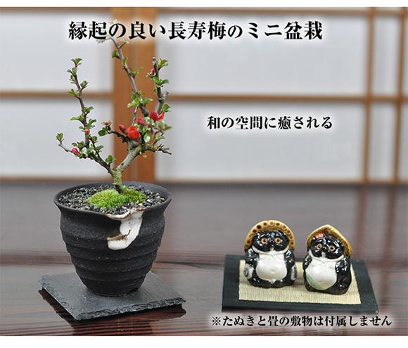 盆栽道具 「クルクル盆栽台（角40型）10台セット」 盆栽 偏照台 回転台