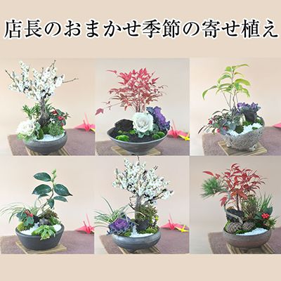 店長のおまかせ季節の寄せ植え盆栽の通販は