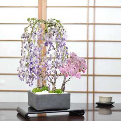 藤と桜の寄植え 信楽焼 瓦鉢正角