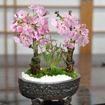 桜ともみじの寄植え 信楽焼作家鉢6号の通販は 9,300円