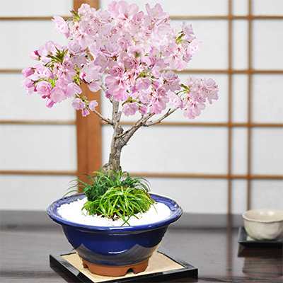 旭山桜 大　玉竜の寄植え　生子すり鉢の通販は