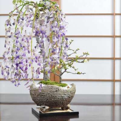 藤 中サイズ　白長寿梅寄せ植え　イラボの通販は