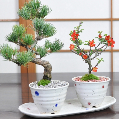 盆栽ペアセット 五葉松と長寿梅 作家鉢 宗蔵作  波紋 青赤ペア【受皿付き】の通販は