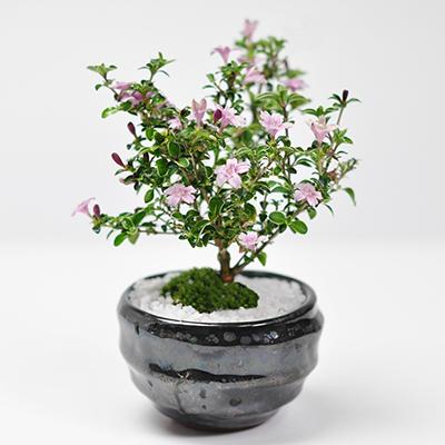 盆栽 ミニ盆栽 お花の盆栽 ミニ香丁木 万古焼き天目鉢 受け皿付きミニ盆栽 盆栽ギフトの通販は 5,621円