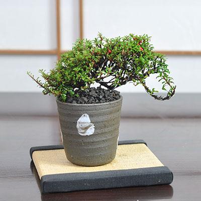 白紫檀 懸崖の通販は