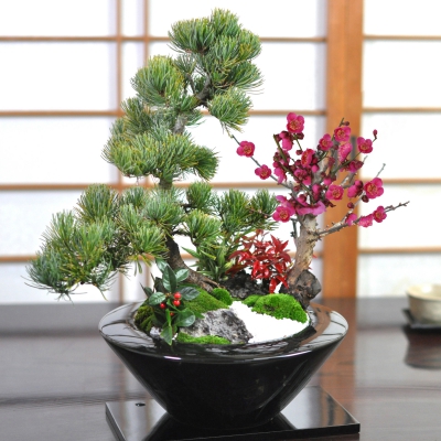 松竹梅 モダン寄植え 大サイズ【五葉松 紅梅 笹 南天 ヤブコウジ 受皿