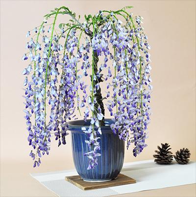 盆栽 藤 一才藤 5月開花 遅咲き 母の日 藤盆栽 開花調整 鉢植え ギフト盆栽 プレゼント ギフト
