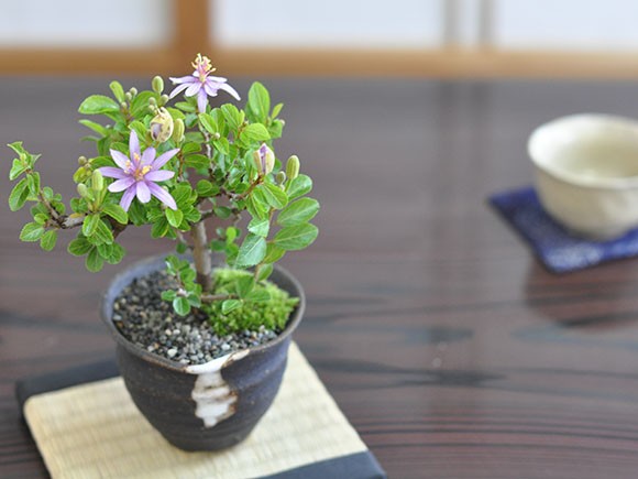 花の咲く盆栽 睡蓮木とはじめて道具セット 長く花を楽しめて育てやすい盆栽 すいれんぼく 花盆栽の通販は