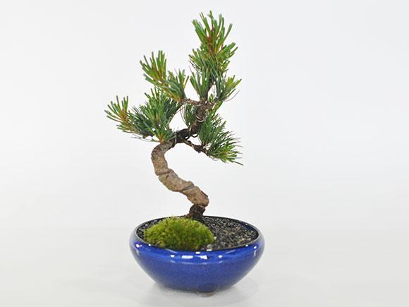 盆栽 五葉松 かっこいい松 育てやすい五葉松の盆栽 万古焼きの陶器鉢 職人仕立ての通販は