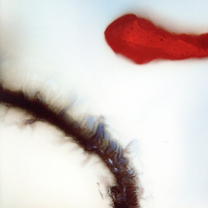 【中古】 【輸入盤】Ｓｔｕｂｂｏｒｎ　Ｈｅａｒｔ／スタボーン・ハート