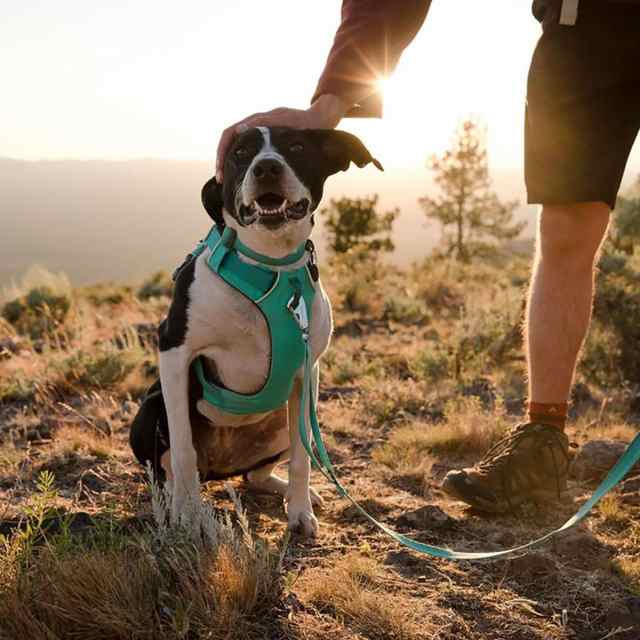 取寄) ラフウェア フロント レンジ ハーネス Ruffwear Front Range