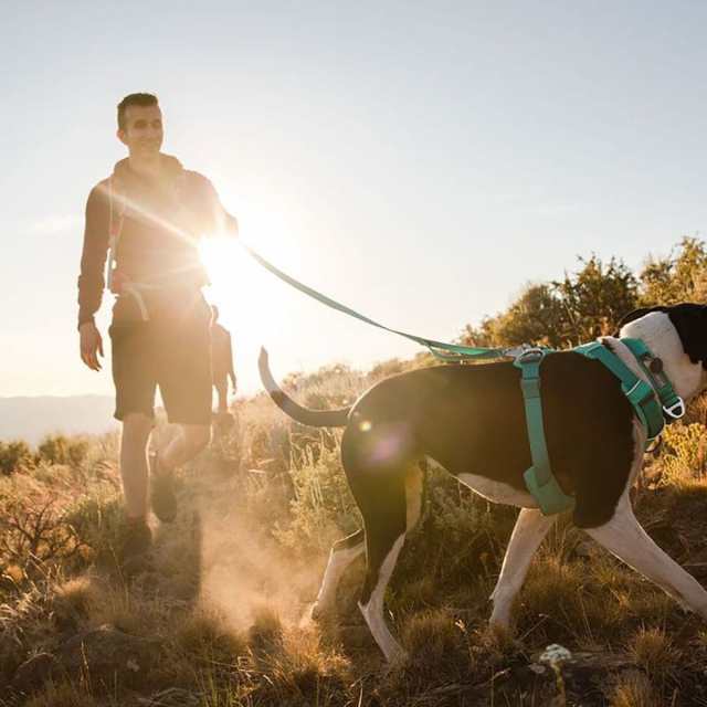 取寄) ラフウェア フロント レンジ ハーネス Ruffwear Front Range