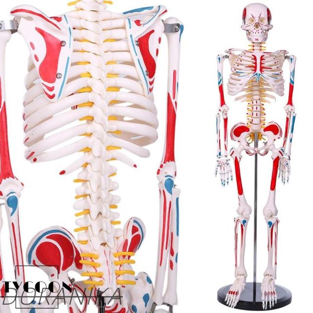 人体骨格模型 1/2人体モデル 筋肉起始／停止色表示型 85ＣＭ スタンド付き 整骨院 教材 医学 高精度