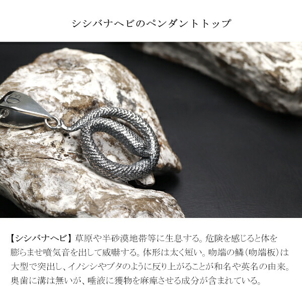 Cold Is シシバナヘビ ペンダントトップ ネックレス シルバー925 シルバーアクセサリー マイマイヘビ ヘビ 蛇 スネーク パイソン ボア_2