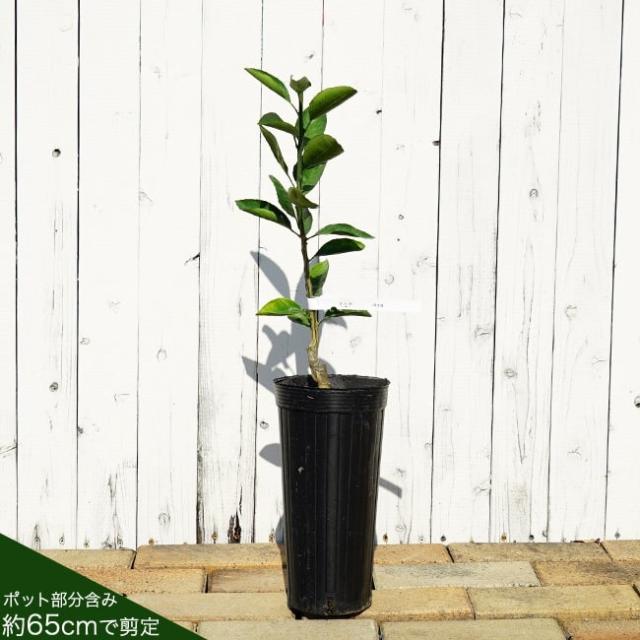 柚子 苗木 【獅子柚子 （鬼柚子）】 1年生接木苗 シシユズ オニユズの
