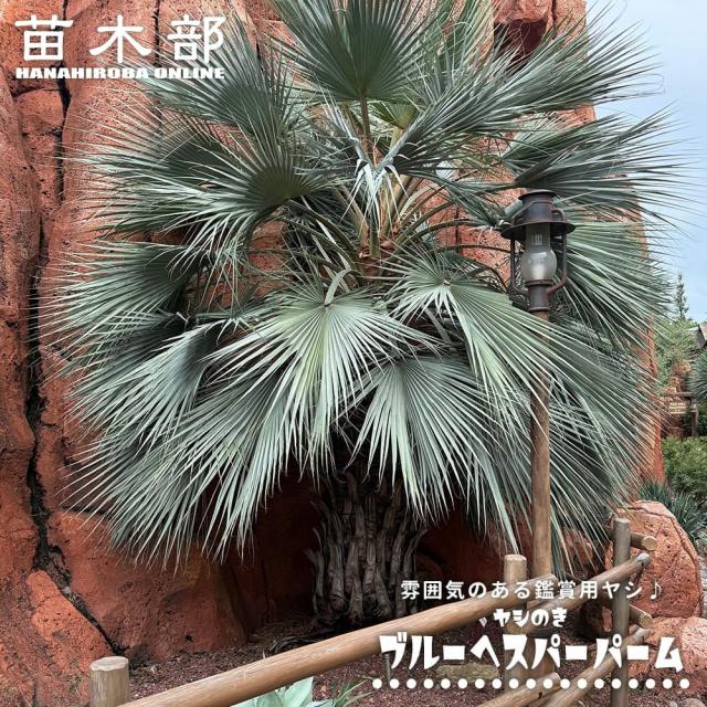 耐寒性ヤシの木 【ブラヘア アルマータ】 ブルーへスパーパーム 実生 3 