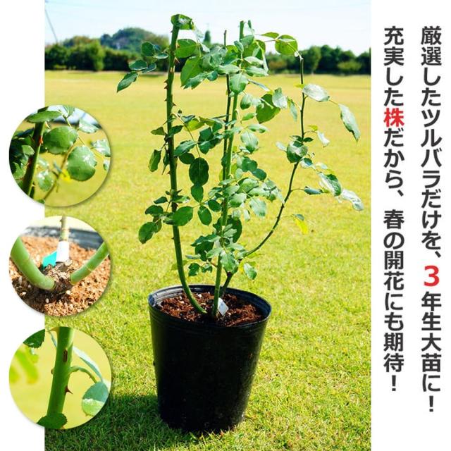 四季咲きバラ苗 【ローズシナクティフ】3年生長尺1.5m苗 大型宅配便・大梱包_2