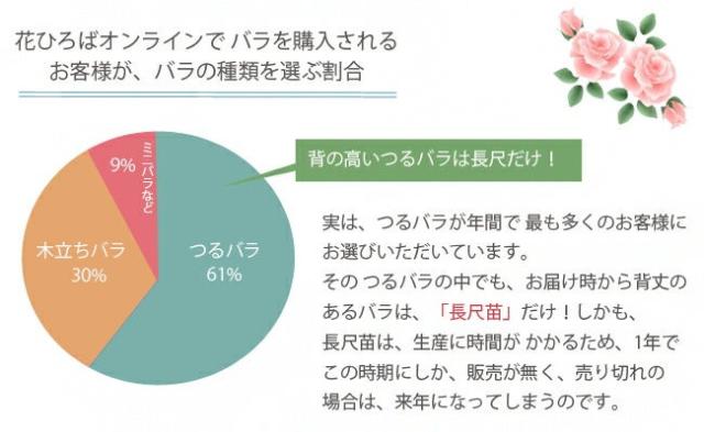 四季咲きバラ苗 【ローズシナクティフ】3年生長尺1.5m苗 大型宅配便・大梱包_4