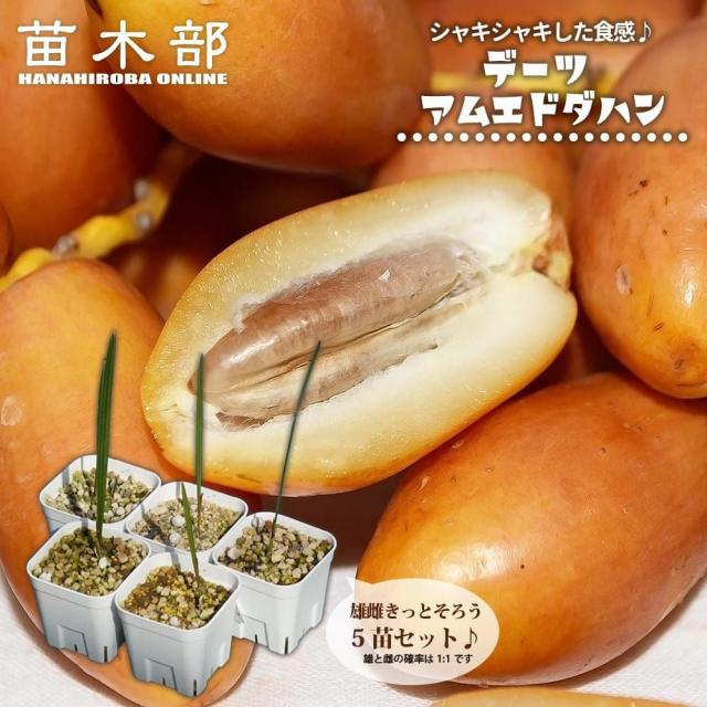 デーツ 【アムエドダハン】 実生 ポット苗 5苗セット