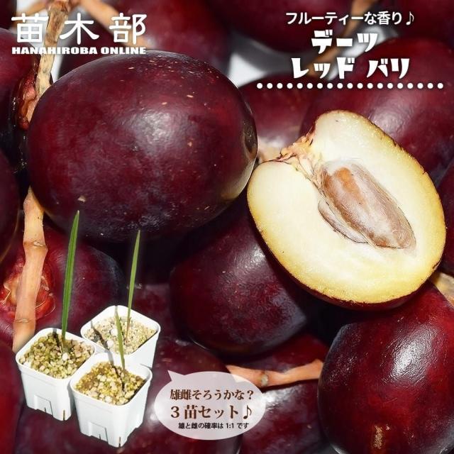 デーツ 【レッドバリ】 実生 ポット苗 3苗セット