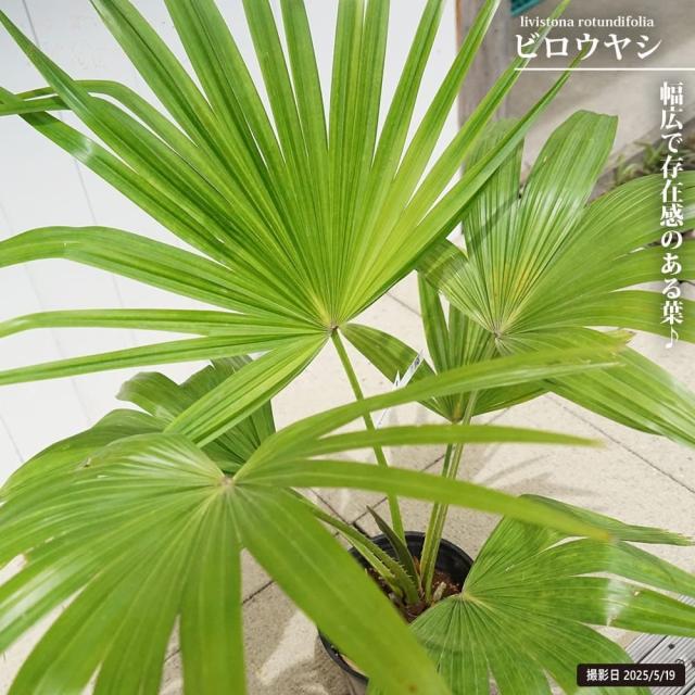 ビロウヤシ　　ぉさむページ ヤシの木 【 ビロウヤシ】 6号鉢植え 【公式通販】