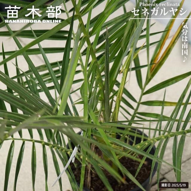 ヤシの木 【セネガルヤシ】 6号鉢植え