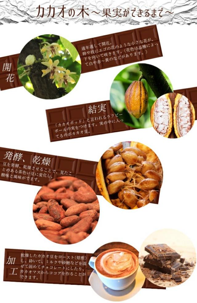 カカオ 【クリオロ種 ボスケ・ブランカ】 Theobroma cacao 実生 5号