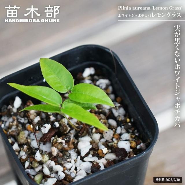 ホワイトジャボチカバ 【レモングラス】 2号ポット苗 実生