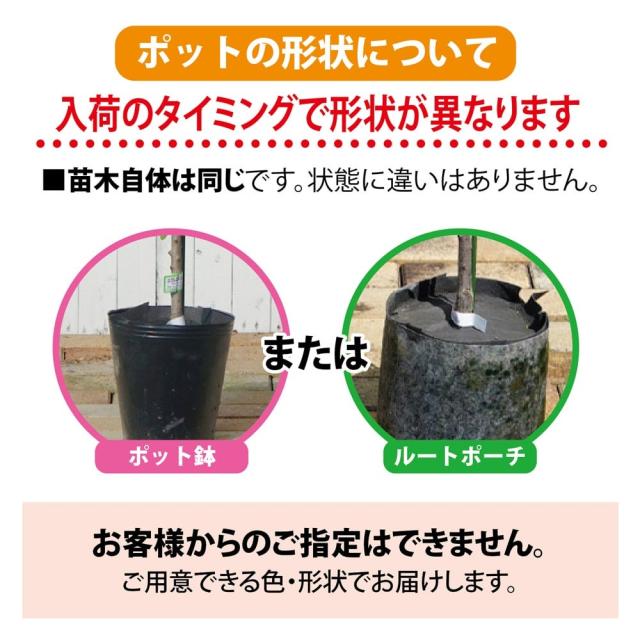 山椒の木 【朝倉さんしょう】 トゲなし実山椒の木 3年生接木大苗 根腐れ抵抗性台木使用_3