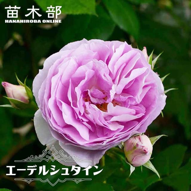 つるバラ 【エーデルシュタイン】 ２年生大苗 6号ポット