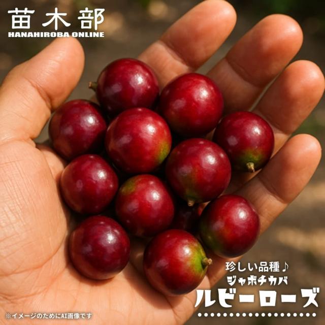 ジャボチカバ 【ルビーローズ】 実生 3号ポット苗 15,601円