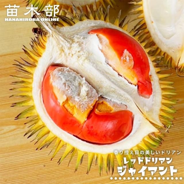 ドリアン 【レッドドリアン ジャイアント】 Durio graveolens ’Giant’ 実生 5号スリット鉢植え
