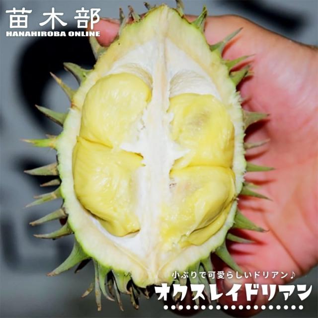 ドリアン 【オクスレイドリアン】 Durio oxleyanus 5号スリット鉢植え 26,863円