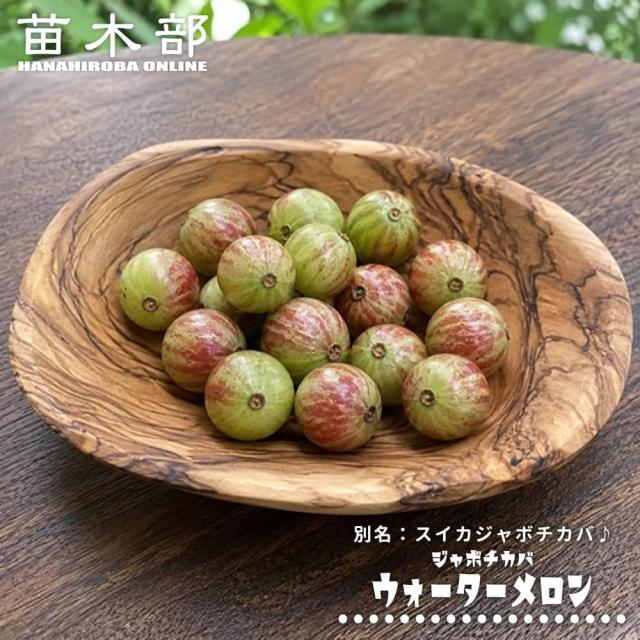 ジャボチカバ 【ウォーターメロン(スイカジャボチカバ）】 実生 3号ポット苗 13,212円