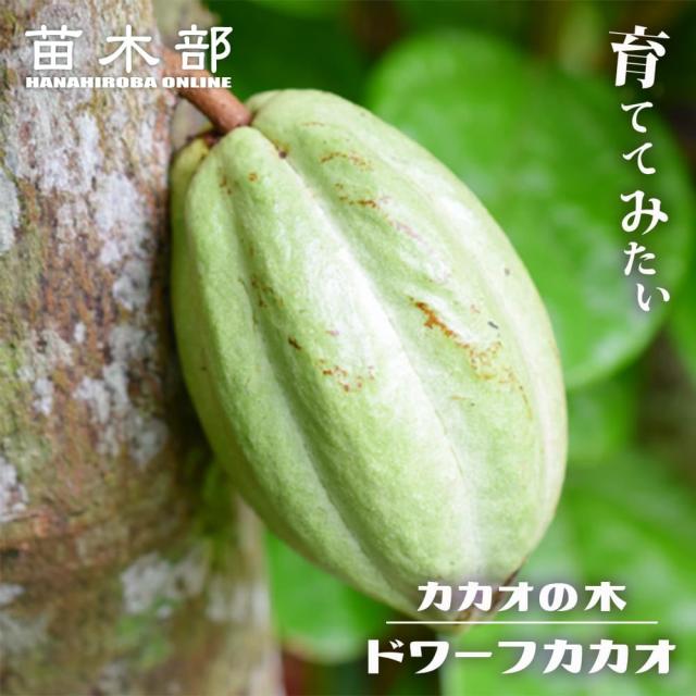 カカオ 【ドワーフカカオ】 Theobroma sp. 接木 3号ポット苗