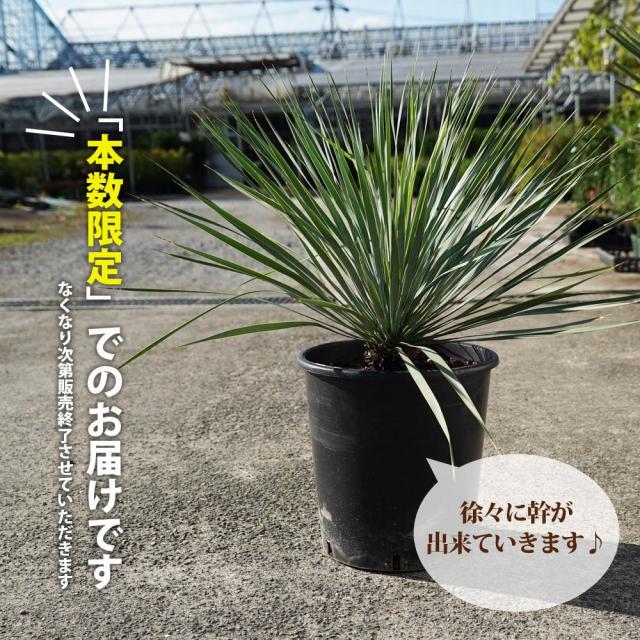 数量限定 【ロストラータ】 ユッカ ナーセリーポット植え 耐寒性南欧風プランツ