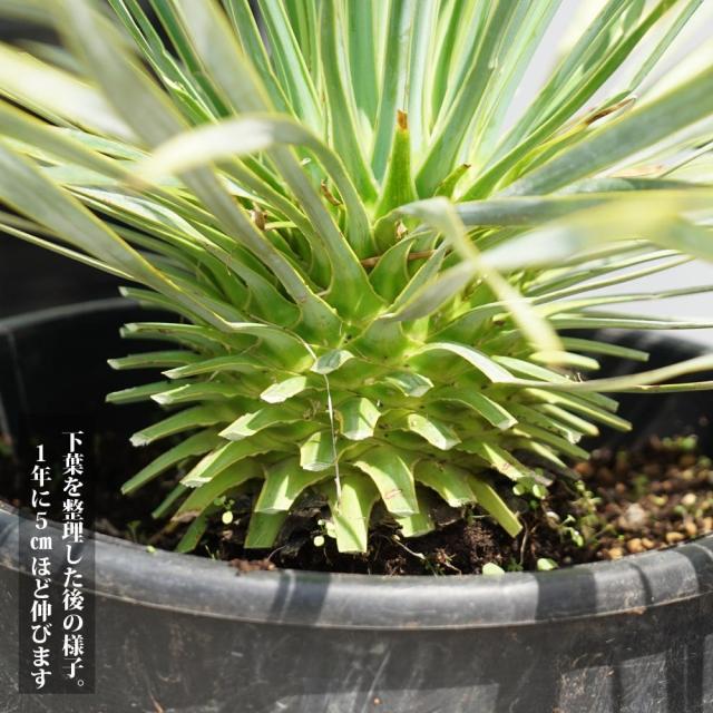 数量限定 【ロストラータ】 ユッカ ナーセリーポット植え 耐寒性南欧風プランツ