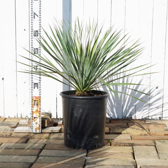 数量限定 【ロストラータ】 ユッカ ナーセリーポット植え 耐寒性南欧風プランツ