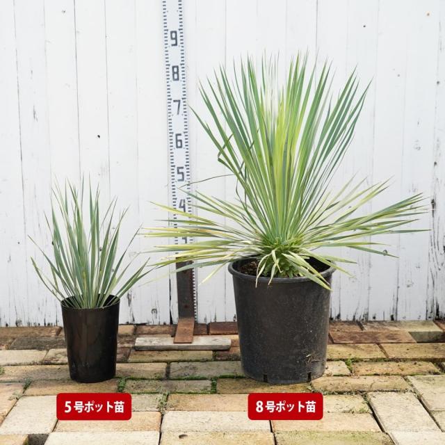 数量限定 【ロストラータ】 ユッカ ナーセリーポット植え 耐寒性南欧風プランツ