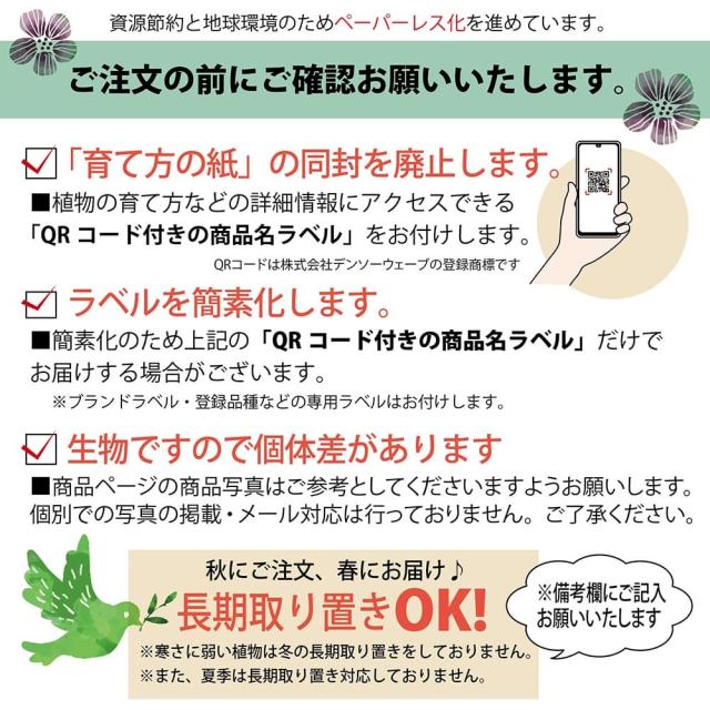 数量限定 【ロストラータ】 ユッカ ナーセリーポット植え 耐寒性南欧風プランツ