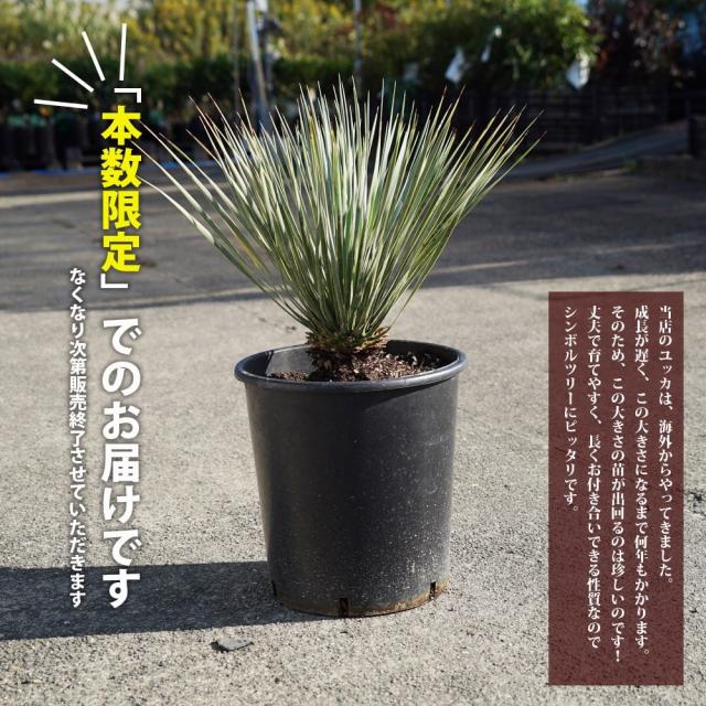 数量限定 【ロストラータ ハイブリッド】ユッカ 耐寒性南欧風プランツ_2