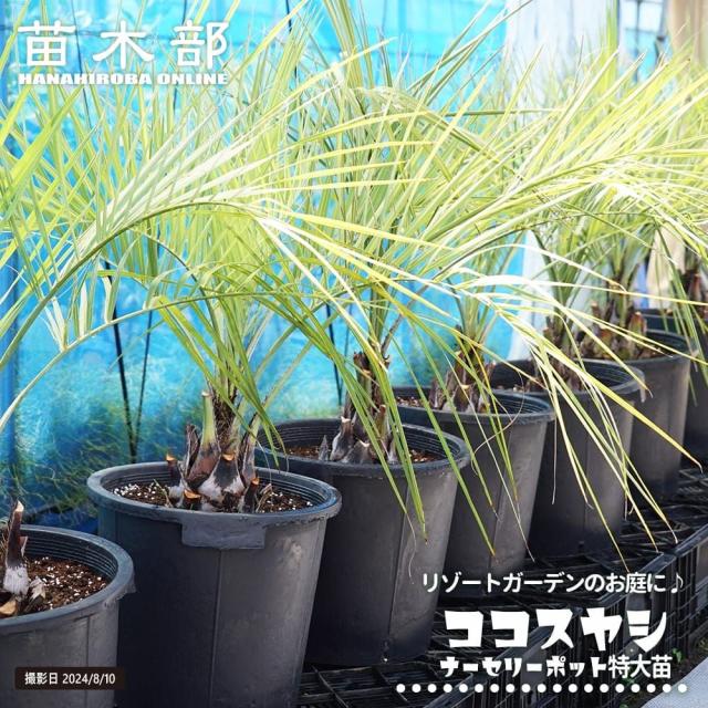 ヤシの木 【ココスヤシ】 ナーセリーポット植え 特大苗 大型宅配便・大梱包