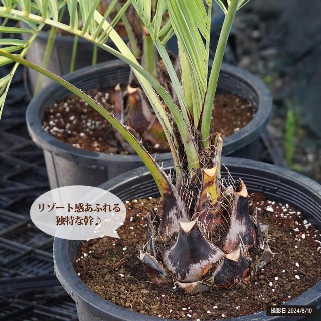 ヤシの木 【ココスヤシ】 ナーセリーポット植え 特大苗 大型宅配便・大 
