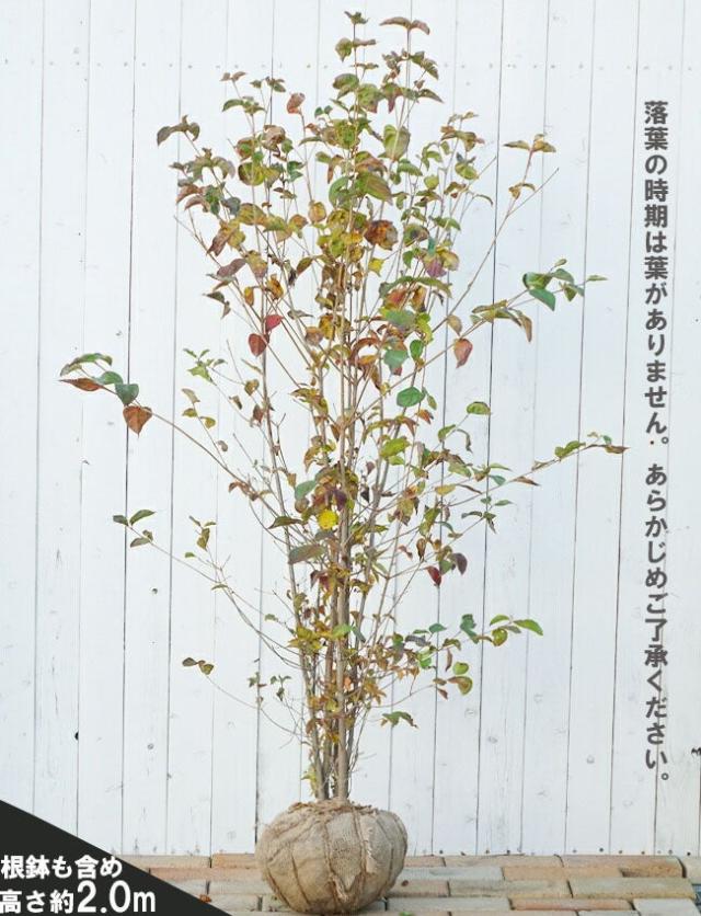 白花 ヤマボウシ本株 株立ち 2m 根巻き大苗 大型宅配便・特大梱包 北海道・沖縄県・離島への発送不可_4