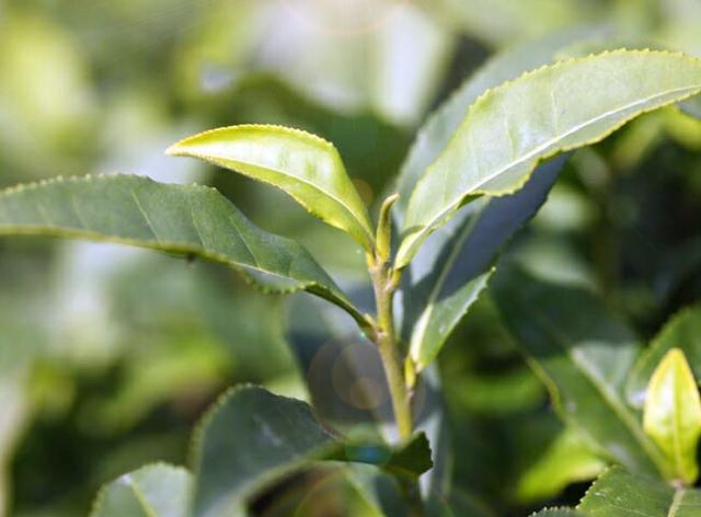 常緑低木の葉（緑茶色混合） 福々しい